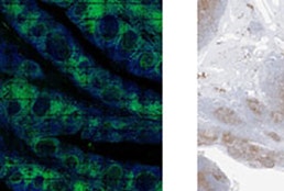 Qualifying antibodies for image-based immune profiling and multiplexed tissue imaging.